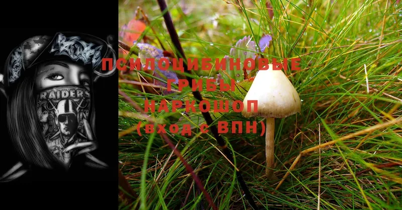 Галлюциногенные грибы Cubensis  где можно купить   Майкоп 